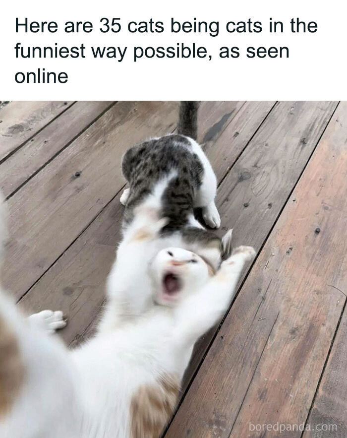 Here Are 35 Cats Being Cats In The Funniest Way Possible, As Seen Online